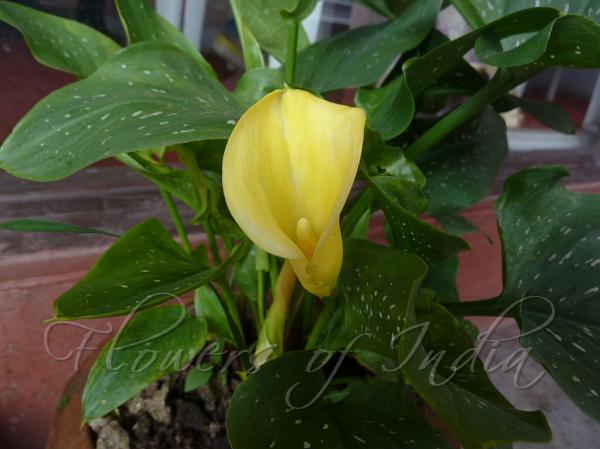 Golden Calla Lily